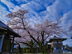 2022-04-03_雲龍寺-2(鹿沼市)