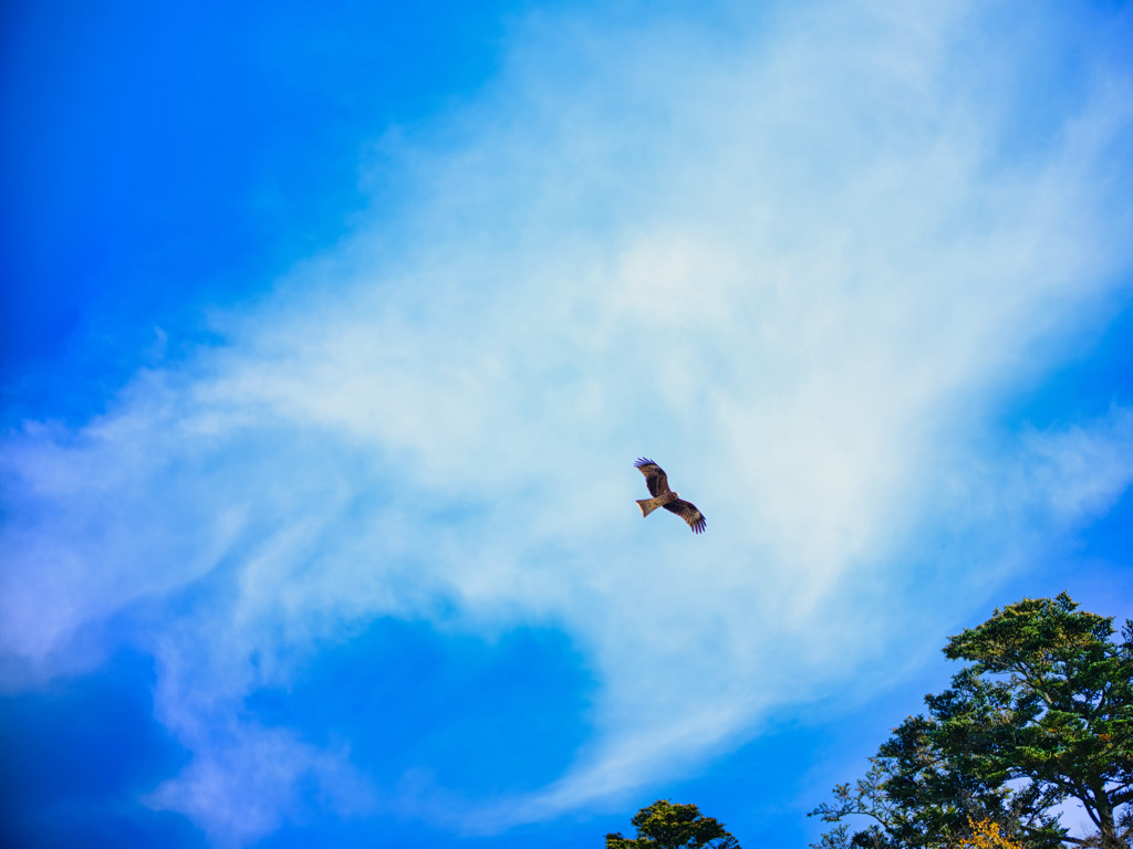 2025-11-02_紅の吊橋-3