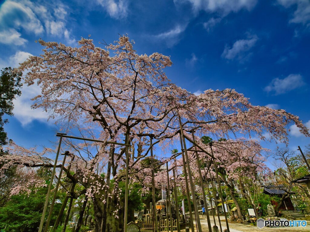 2022-03-30_祥雲寺のしだれ桜-1