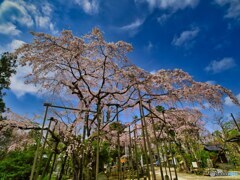 2022-03-30_祥雲寺のしだれ桜-1