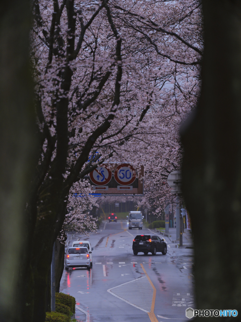 2023-03-25_栃木県農業試験場前道路