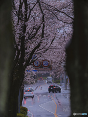 2023-03-25_栃木県農業試験場前道路