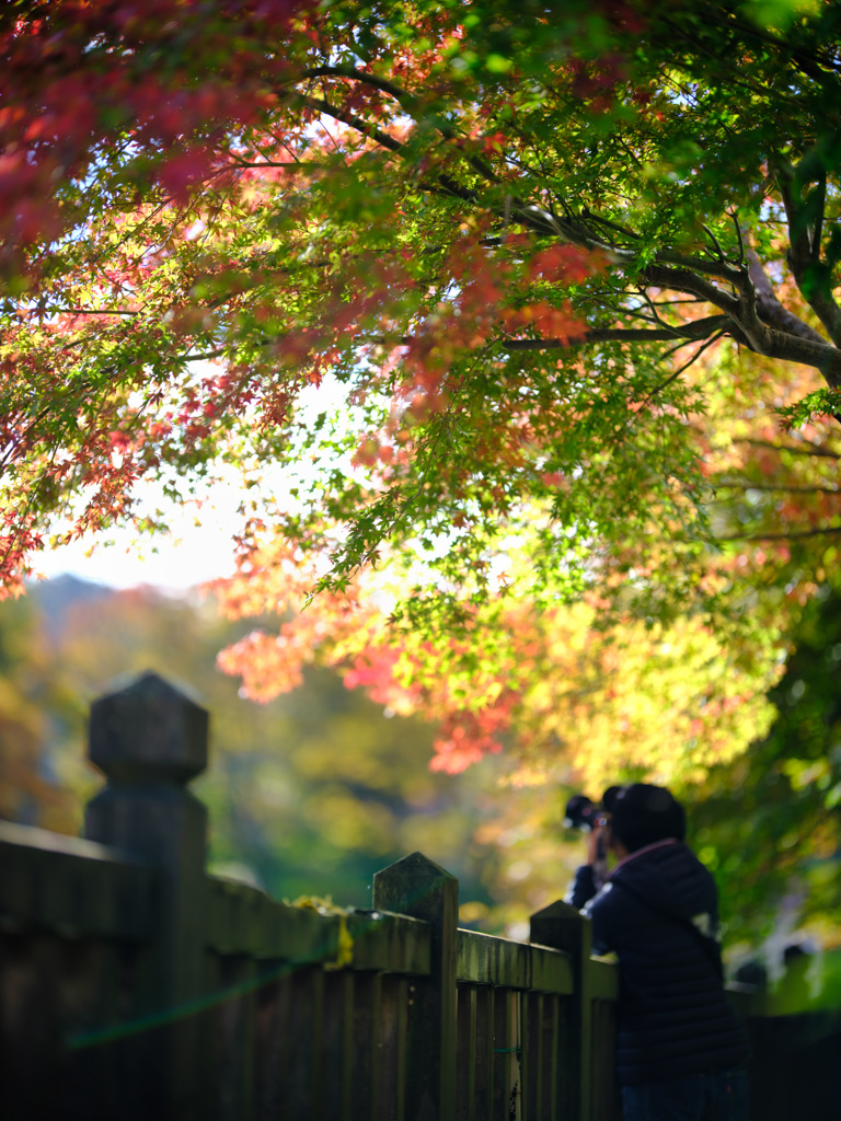 2025-11-02_紅の吊橋-1