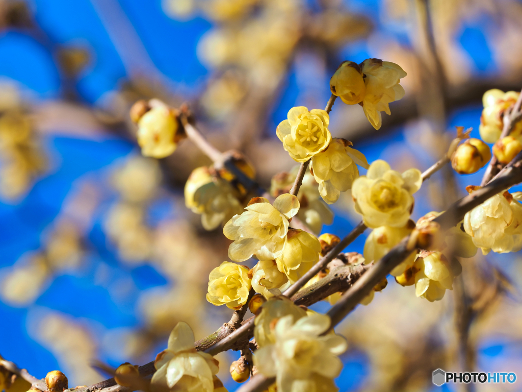 2022-01-05_金滝山 清水寺-1