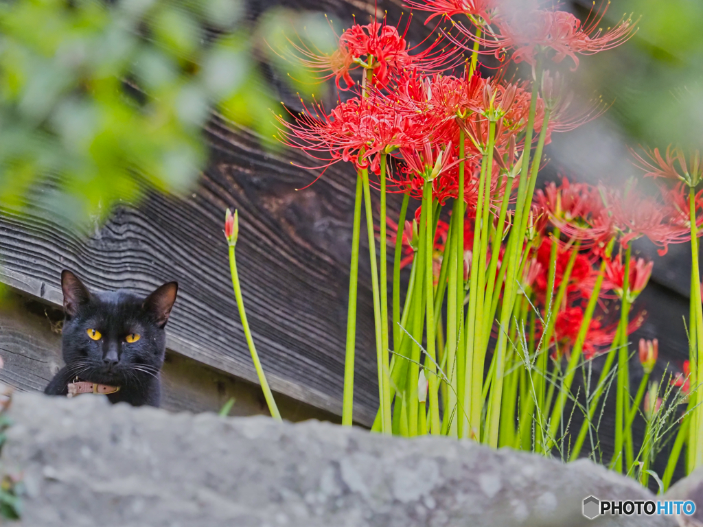 2021-09-17_常楽寺（録事尊）-3