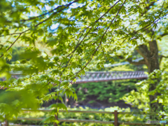 2022-05-02_七ツ岩吊橋-2