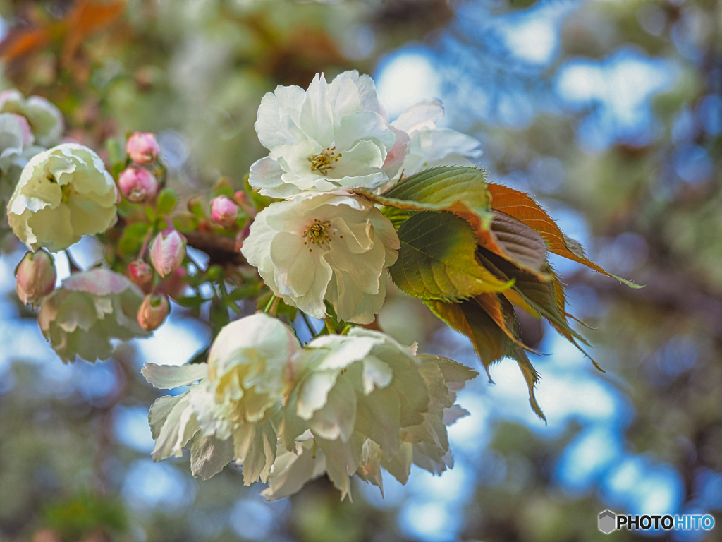 2021-04-08_桜美公園(ウコン桜-2)