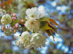 2021-04-08_桜美公園(ウコン桜-2)