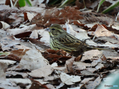 2022-02-26_栃木県井頭公園-3