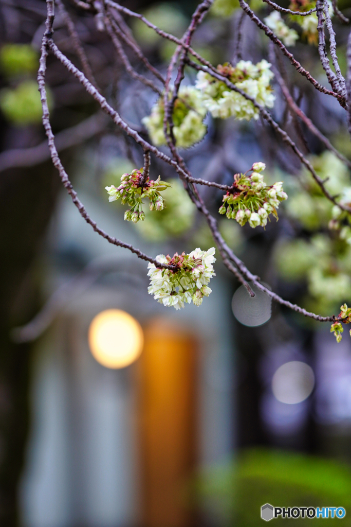 2023-04-07_桜美公園-3