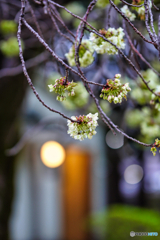 2023-04-07_桜美公園-3