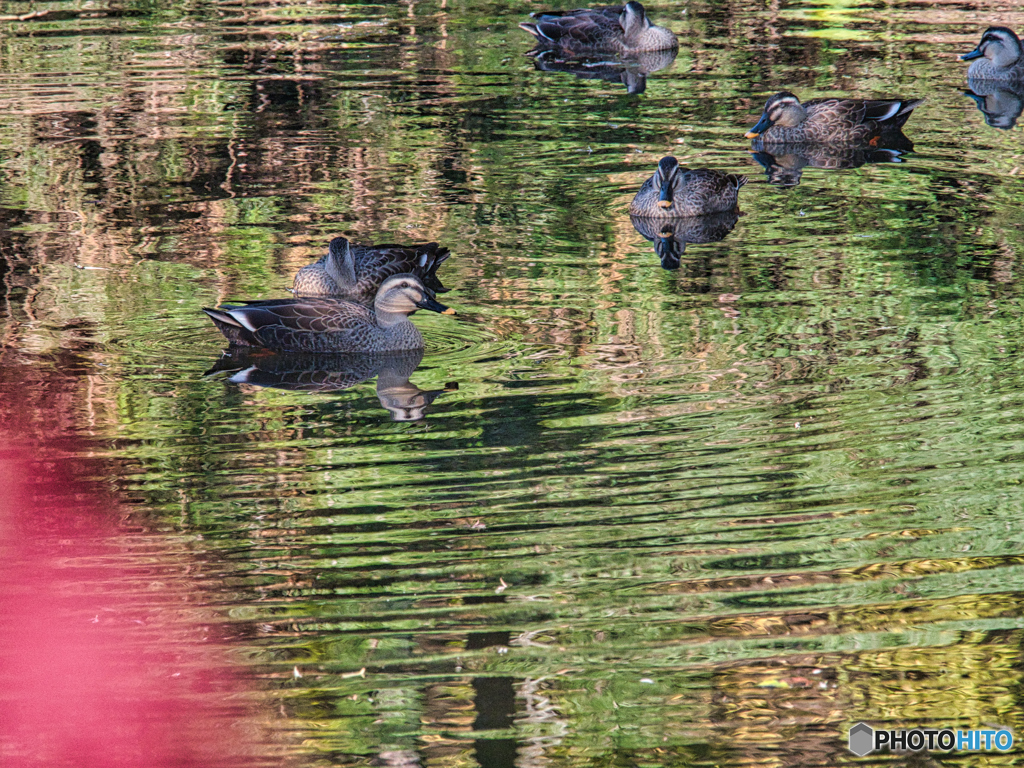 2020-11-14_偕楽園(2)