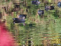 2020-11-14_偕楽園(2)