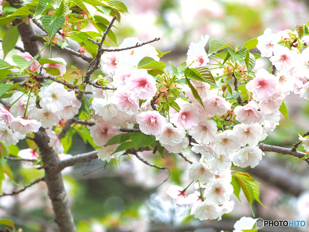 2021-04-04_近くの公園(2)