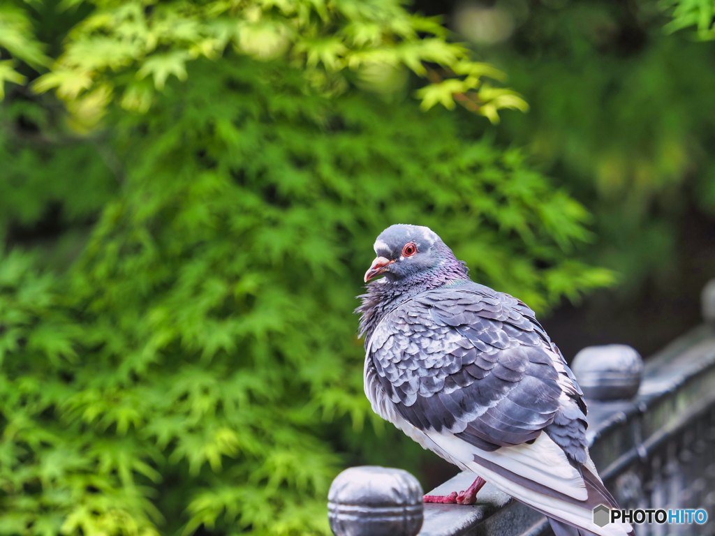 2022-05-14_栃木県中央公園-2