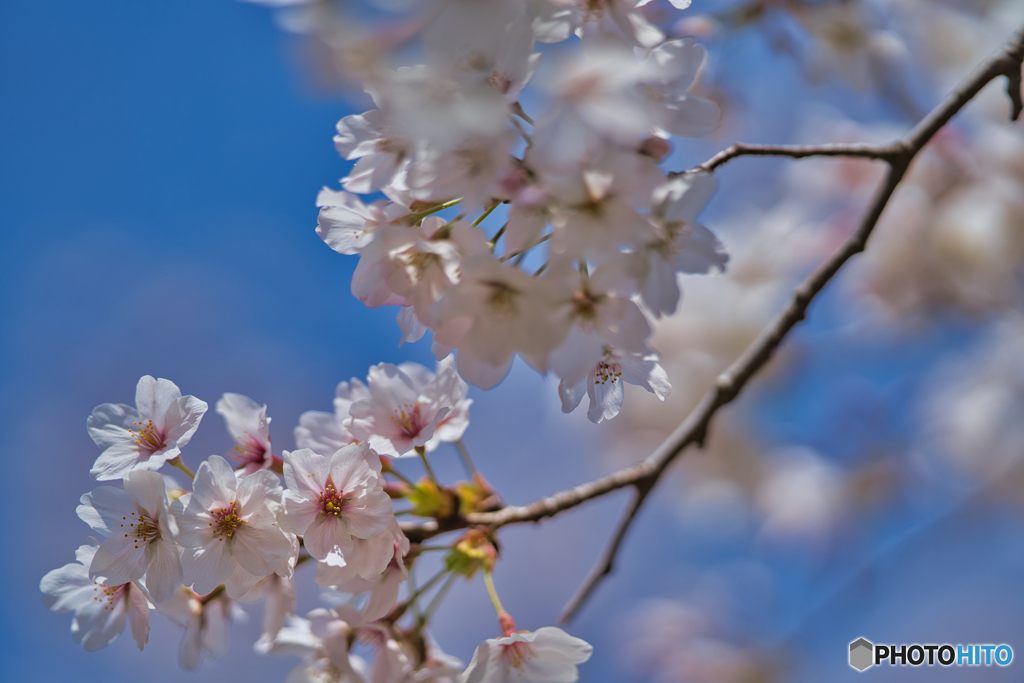 2021-03-27_新河岸川の桜(4)