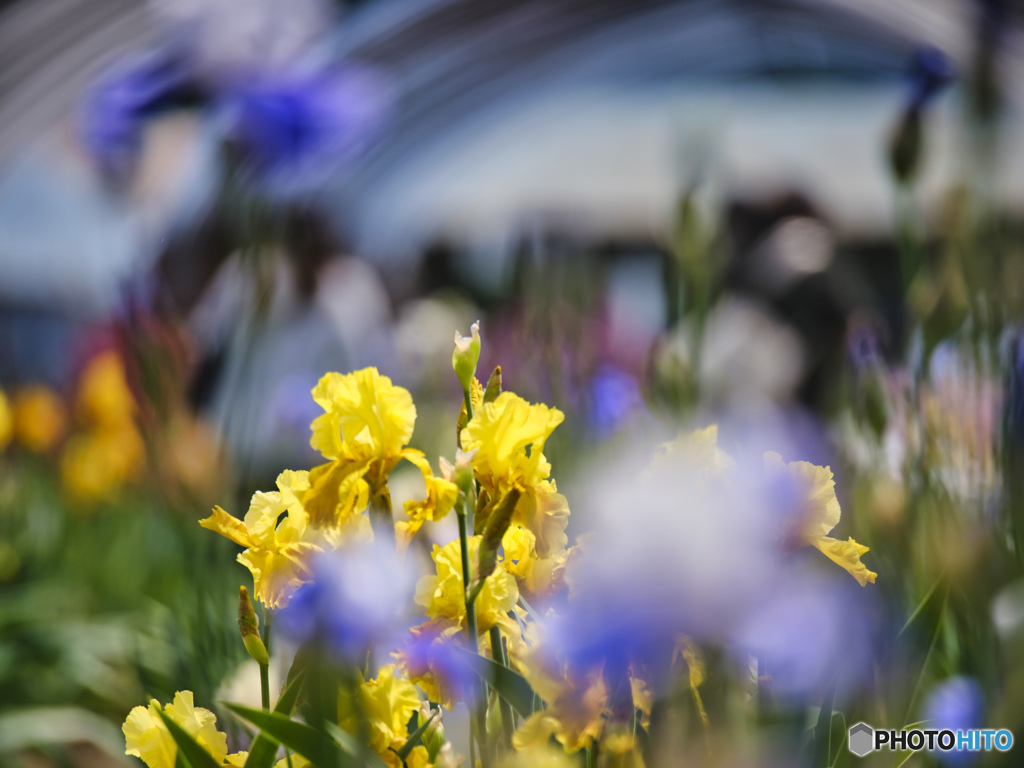 2022-05-04_石橋あやめ園-1