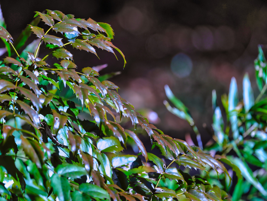 2024-01-13_栃木県井頭公園-6