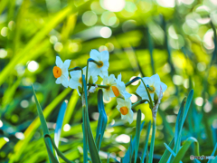 2022-01-05_権現堂堤