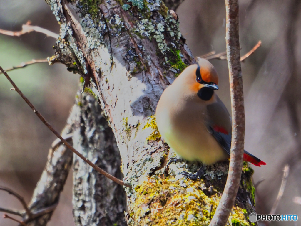 2021-03-14_野鳥(3)