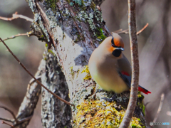 2021-03-14_野鳥(3)