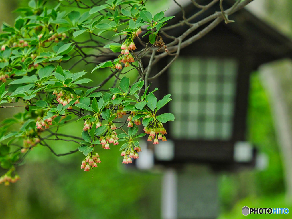 2021-05-29_那須温泉神社鳥居
