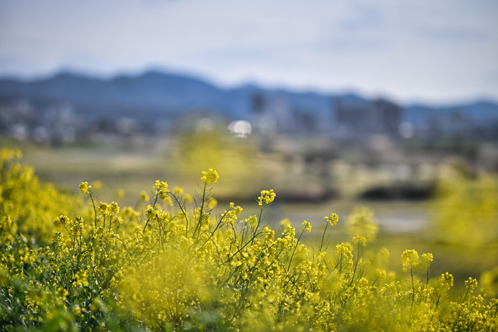 2025-03-30_渡良瀬川
