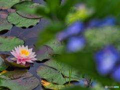 2021-06-19_猿沢の池