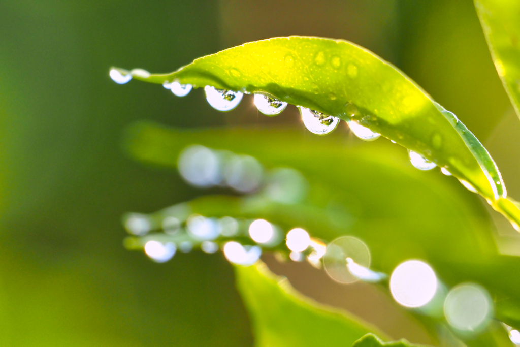 2021-06-03_朝散歩-3