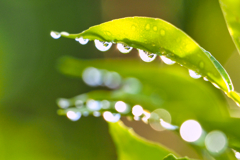 2021-06-03_朝散歩-3