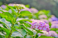 紫陽花(3)