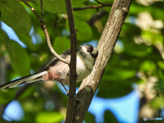 2022-09-11_栃木県 中央公園-2