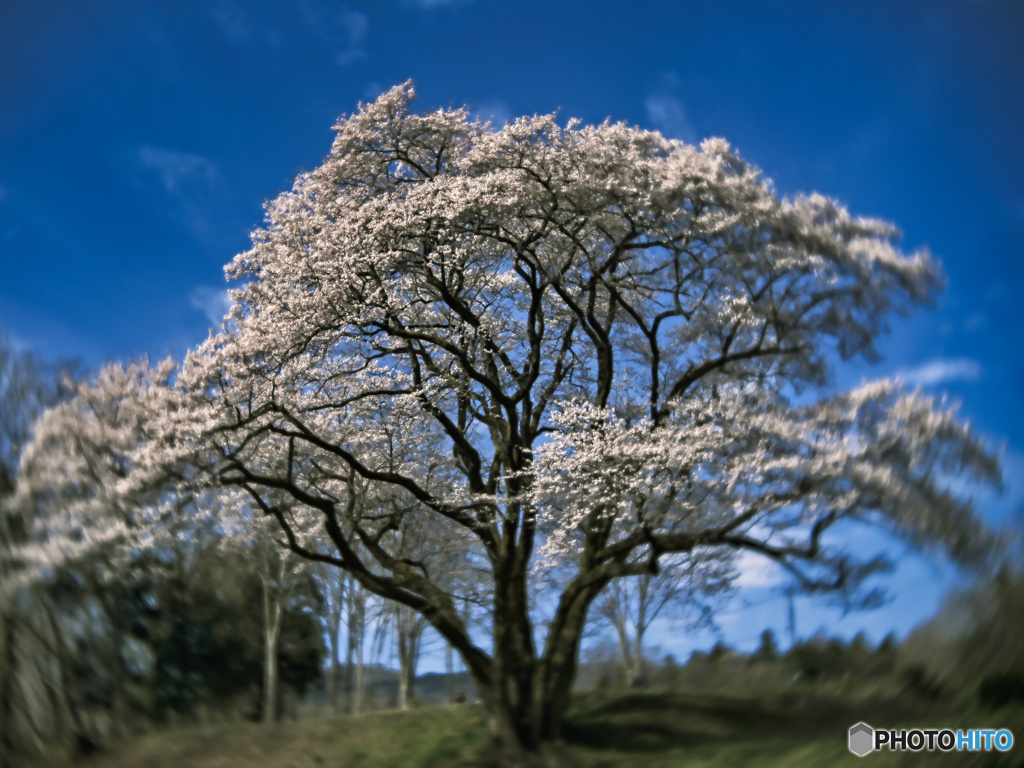 2022-03-27_鉢形城の桜・エドヒガン（氏邦桜）-3