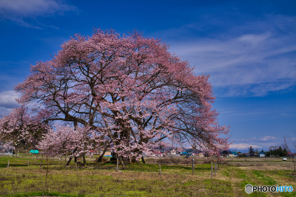 2020_馬ノ墓の種蒔桜-2