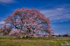2020_馬ノ墓の種蒔桜-2