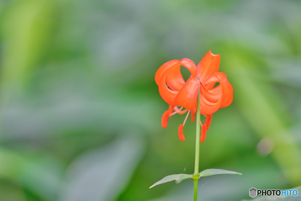 2020-07-19_覚満淵(1)