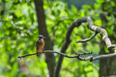 2023-07-09_栃木県井頭公園-2
