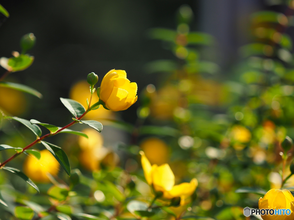 2021-06-08_朝散歩-1