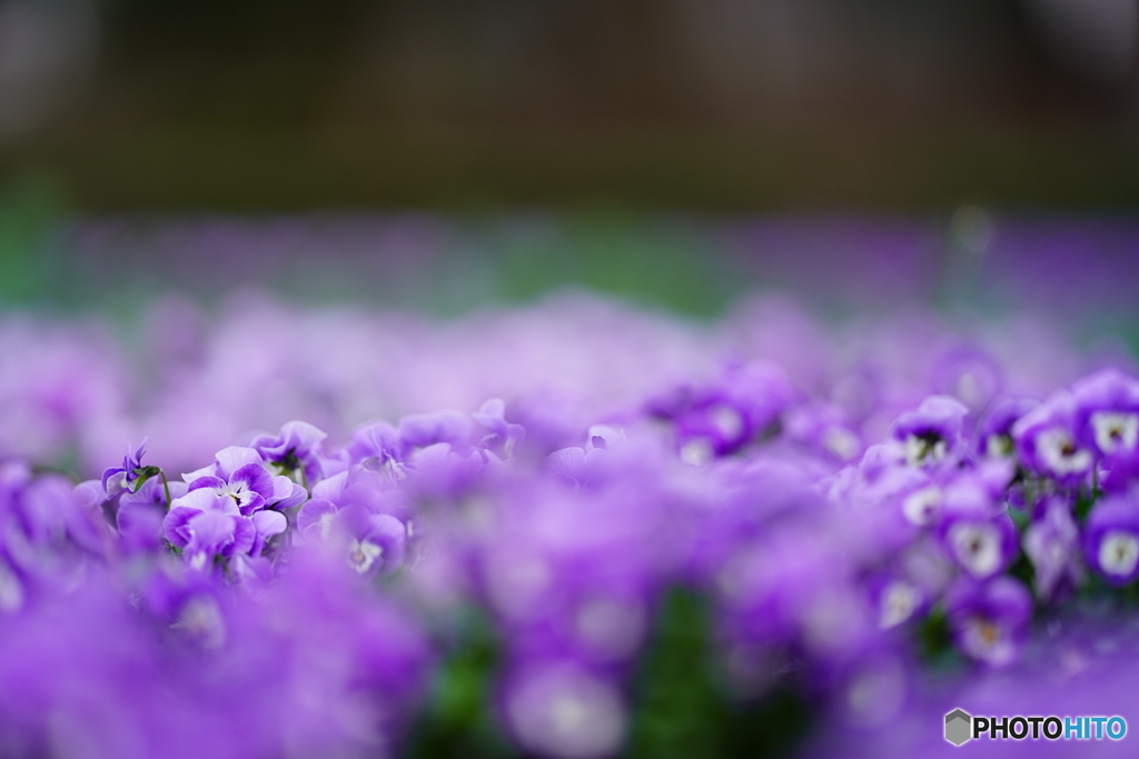 2021-03-28_散策(4)