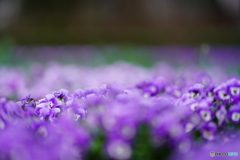 2021-03-28_散策(4)