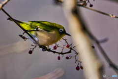 2022-12-29_栃木県 井頭公園-5