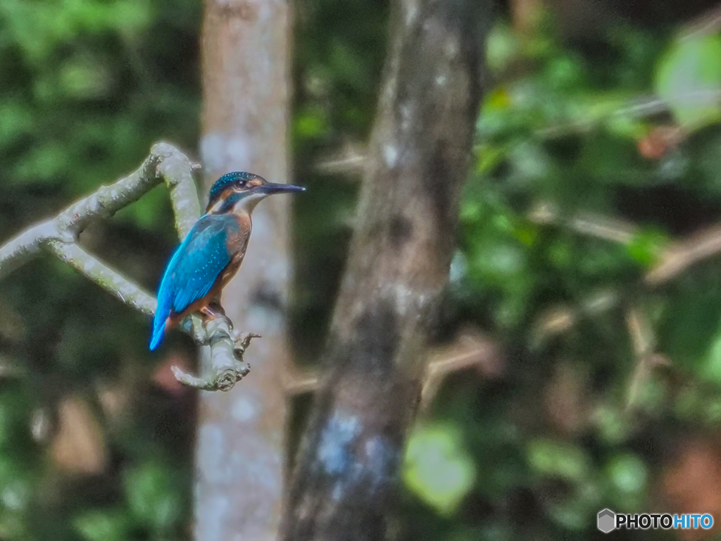 2021-07-31_井頭公園-4