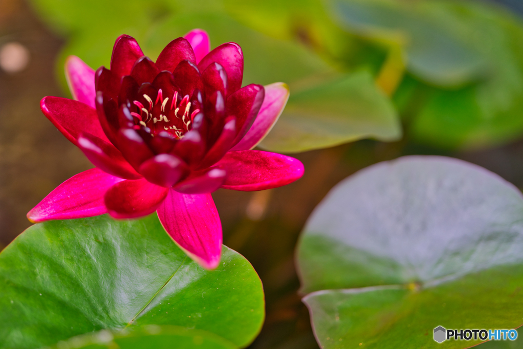 2020-07-02_睡蓮(3)