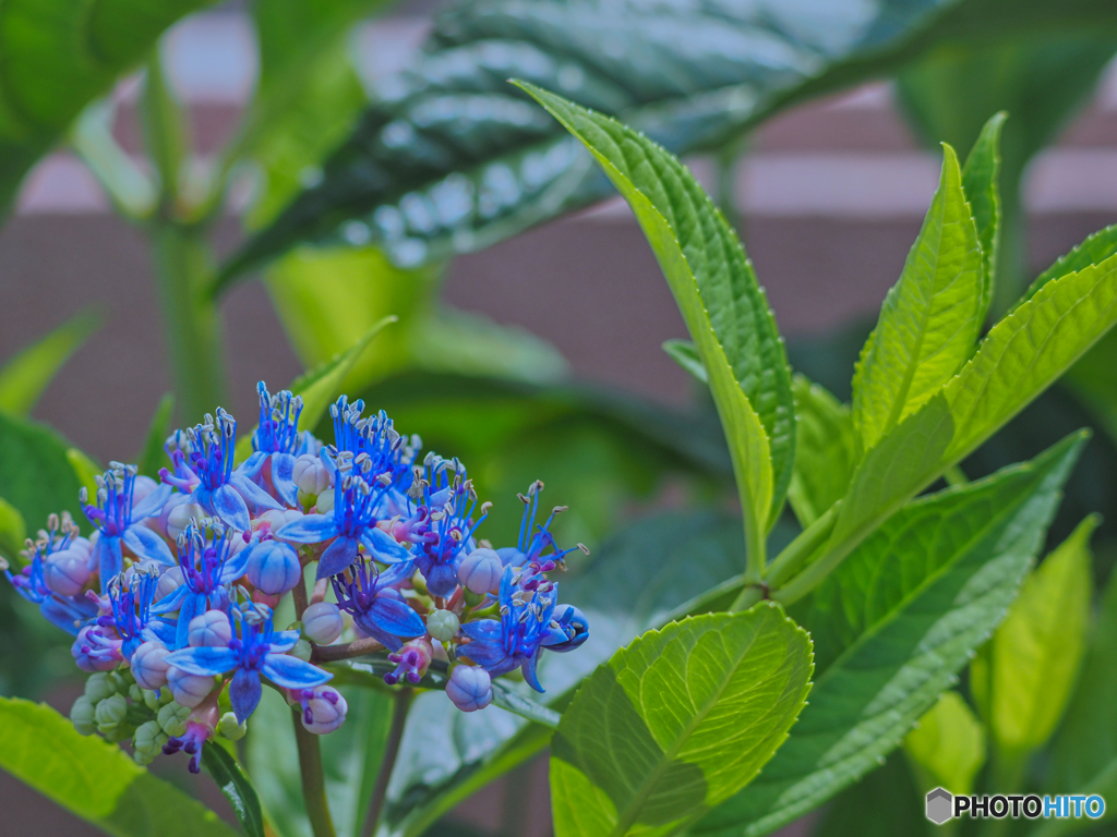 2021-07-11_西山の里-1