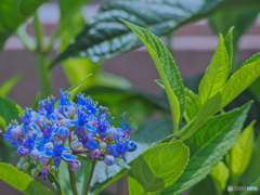 2021-07-11_西山の里-1