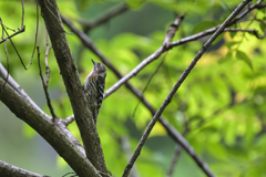 2023-05-14_栃木県 井頭公園-2