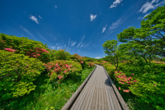 2020_八幡ツツジ群落(1)