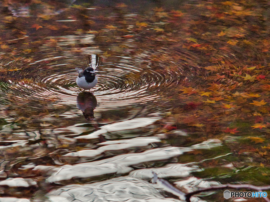 2020-12-16_栃木県中央公園(2)