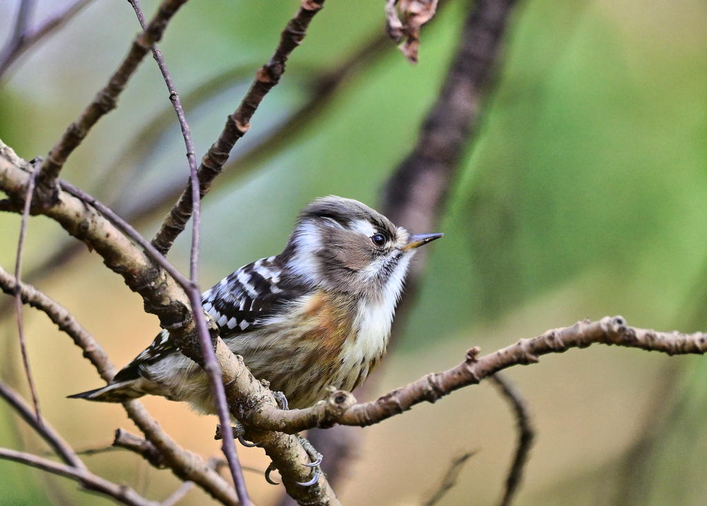 2023-12-28_長岡公園-1