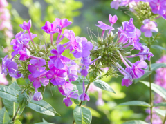 2021-08-09_朝散歩-2